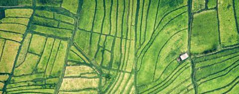 Rice farm aerial view